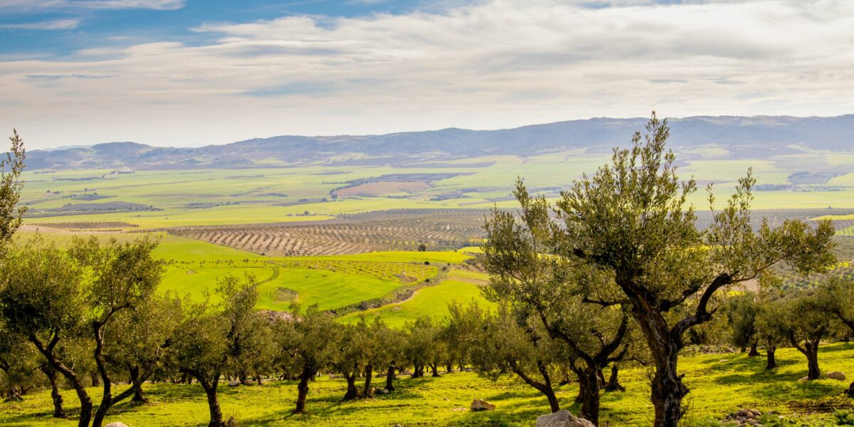 Olive trees on the mountain